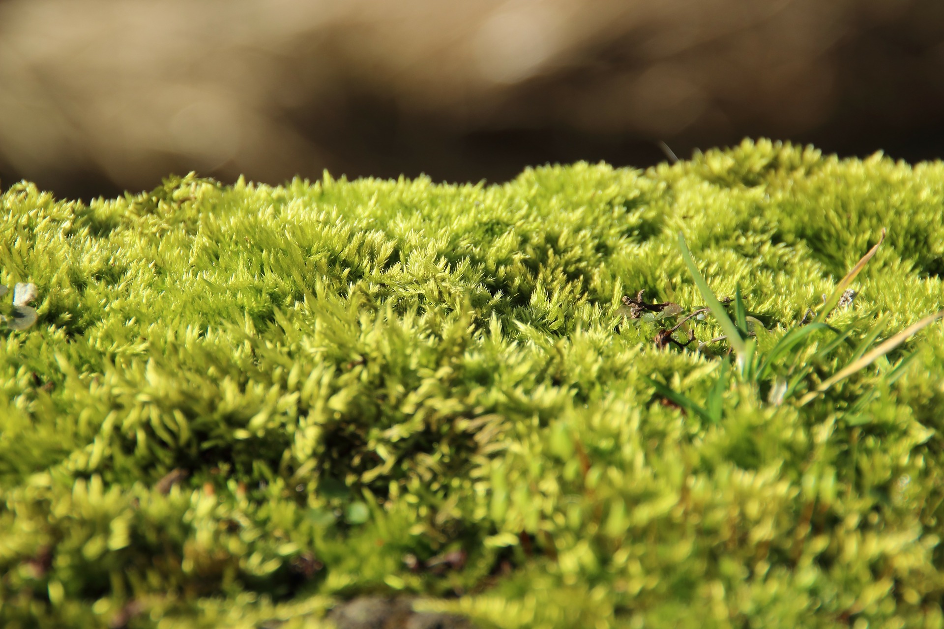 moss green sneakers
